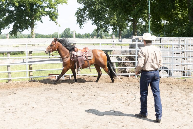 Leiderschap met paarden!